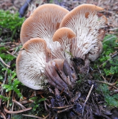 Lentinellus