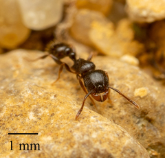 Tetramorium caespitum