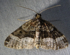 Euphyia intermediata