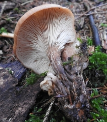 Lentinellus