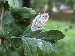Phyllonorycter corylifoliella