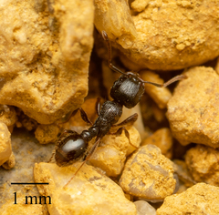 Tetramorium caespitum