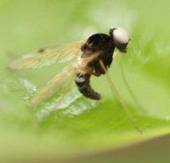 Rhagionidae