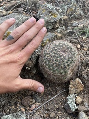Pediocactus simpsonii