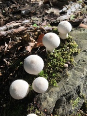 Lycoperdon