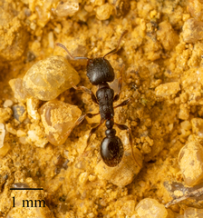 Tetramorium caespitum