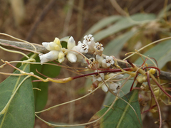Cuscuta chilensis