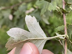 Phyllonorycter corylifoliella