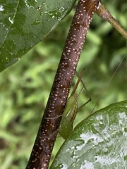 Conocephalus brevipennis