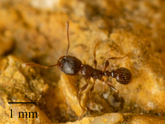 Tetramorium caespitum