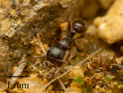 Tetramorium caespitum