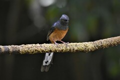 Copsychus malabaricus
