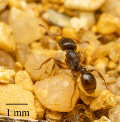Tetramorium caespitum