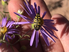 Acmaeodera decipiens