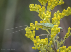 Oecanthus quadripunctatus