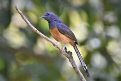 Copsychus malabaricus