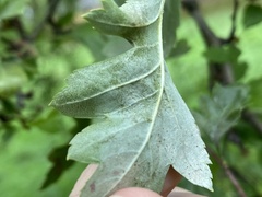 Phyllonorycter corylifoliella