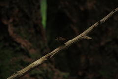 Troglodytes pacificus