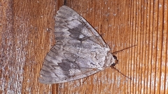 Catocala cerogama