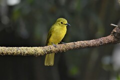 Iole indica