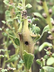 Gnorimoschema baccharisella