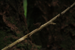 Troglodytes pacificus