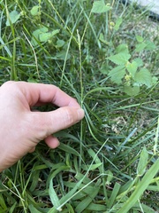 Digitaria ciliaris