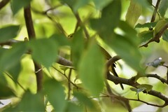 Iole indica