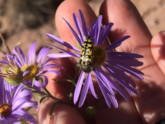 Acmaeodera decipiens