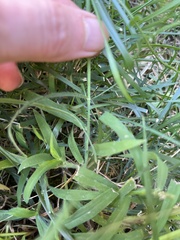 Digitaria ciliaris