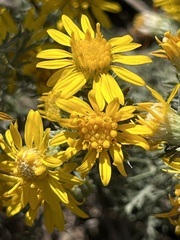 Xanthisma spinulosum