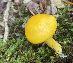 Pulveroboletus