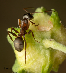 Formica rufibarbis