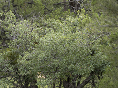 Quercus grisea