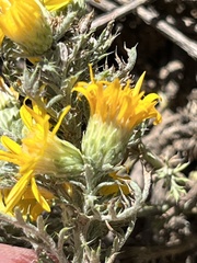 Xanthisma spinulosum