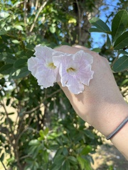 Tabebuia heterophylla
