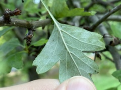 Phyllonorycter leucographella