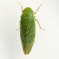Rugosana
