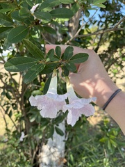 Tabebuia heterophylla