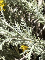 Xanthisma spinulosum