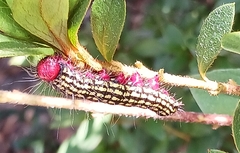 Datana major