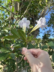 Tabebuia heterophylla