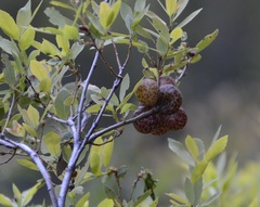 Andricus vacciniifoliae
