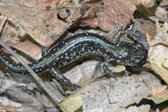 Plethodon cylindraceus