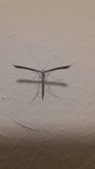 Pterophoridae
