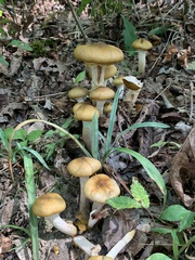 Armillaria mellea