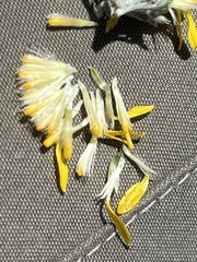 Xanthisma spinulosum