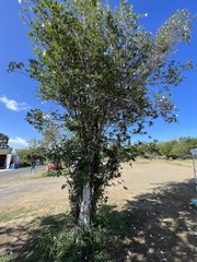 Tabebuia heterophylla