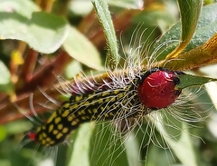 Datana major