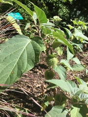 Datura